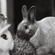 nyulak (forrás: https://www.pexels.com/photo/rabbits-in-black-and-white-photo-12728580/)