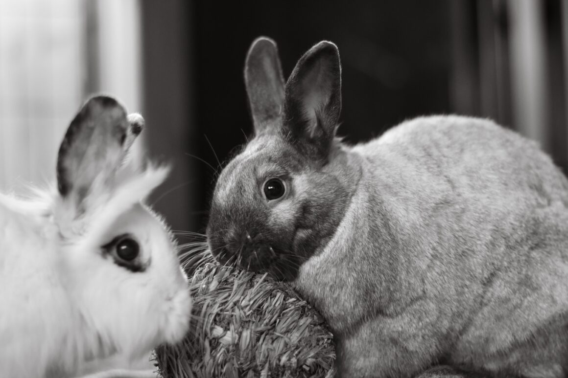 nyulak (forrás: https://www.pexels.com/photo/rabbits-in-black-and-white-photo-12728580/)