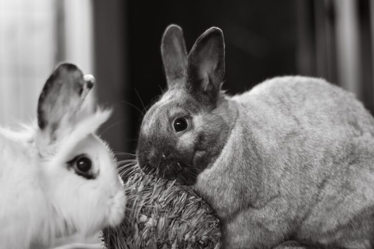 nyulak (forrás: https://www.pexels.com/photo/rabbits-in-black-and-white-photo-12728580/)