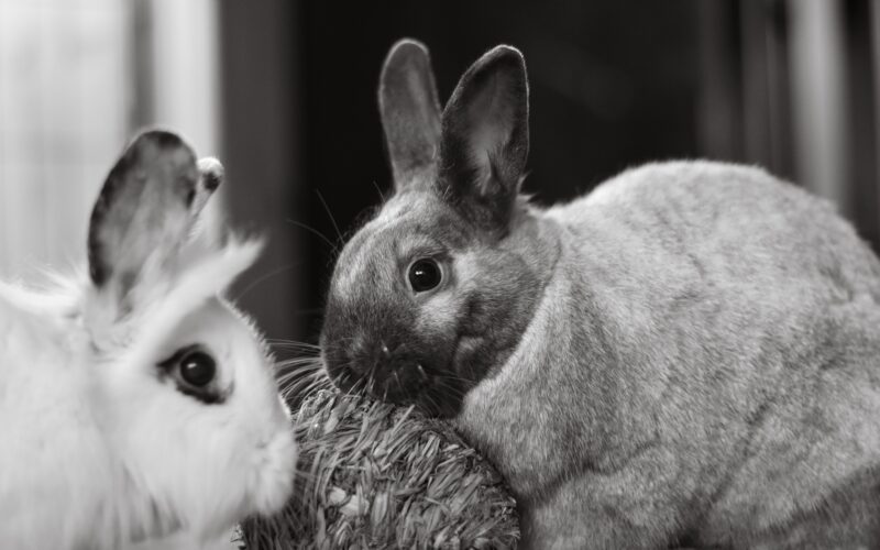 nyulak (forrás: https://www.pexels.com/photo/rabbits-in-black-and-white-photo-12728580/)