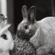 nyulak (forrás: https://www.pexels.com/photo/rabbits-in-black-and-white-photo-12728580/)